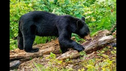 The * BLACK BEAR * | Animals For Kids |