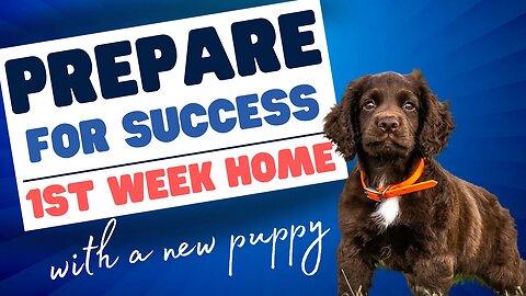 How to Prepare For The First Week Home With A New Puppy - Training Plan