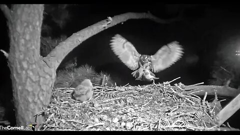 Mom Arrives With a Black-crowned Night Heron-Cam One 🦉 2/21/22 04:42