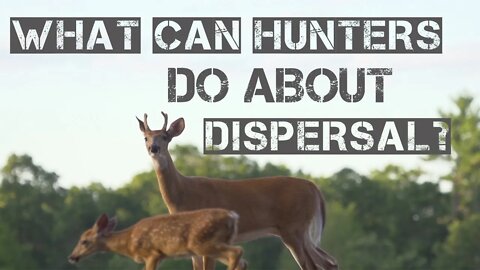 How Hunters Can Keep Young Bucks From Dispersing