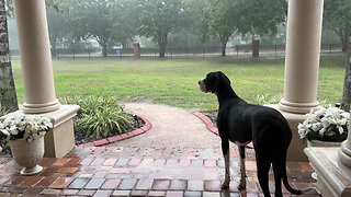 Great Dane watches rare Florida hail storm & monsoon rain