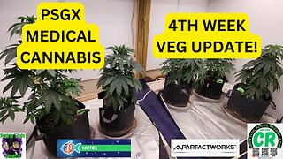 Prairie State Genetix Medical Cannabis 4th week update video!!