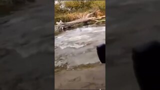 vídeos engraçados homem pegou uma baleia do seu lago