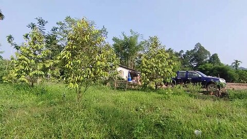 Watering the Durian Farm