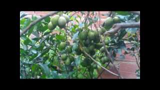 frutíferas e floriferras produzindo em vaso a venda em Niterói (preços) 23/02/2021