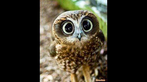 ♥️ so cute owl ❤️