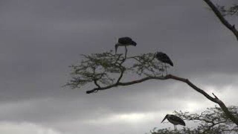 Marabou Storks in a Tree