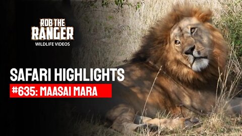 Safari Highlights #635: 13th September 2021 | Maasai Mara/Zebra Plains | Latest Wildlife Sightings