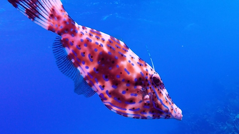 Bizarre color-changing fish looks for help from smaller reef fish