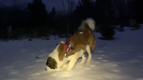 St Bernard - mastered roll over