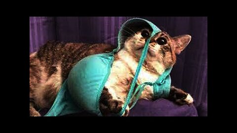 New Funny Animals 😂 Funniest Cats and Dogs Videos 😺🐶