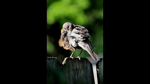 American Robin Grooming Itself on a Fence