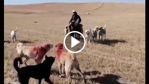 Kangal Shepherd Dogs Vs