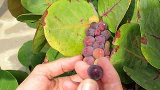 Sea grape