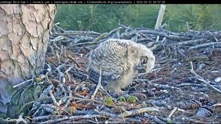 Grasping & Beak Cleaning On a Pinecone 🦉 3/25/22 18:57