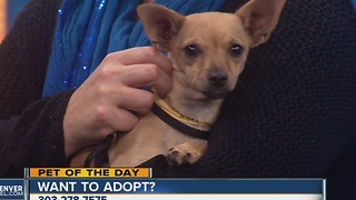 Pet of the day for November 20th - Tina the Chihuahua mix