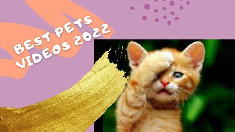 best pets videos 2022