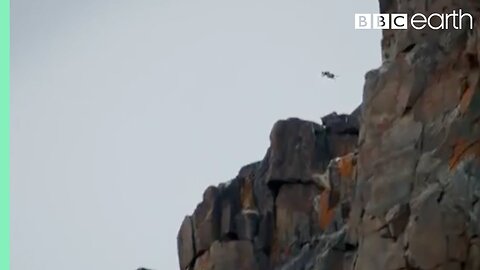 Baby Chick Jumps Off Cliff | Life Story