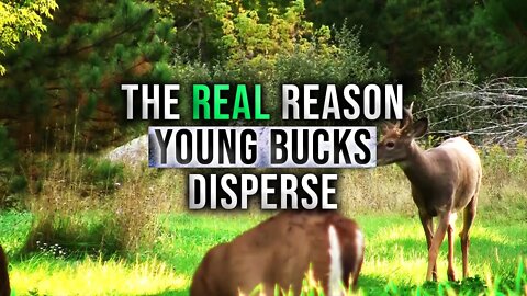 The Real Reason Why Young Bucks Disperse