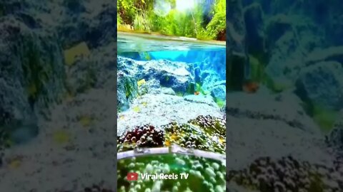 Viral Reel #179 😍The Water Is So Clear | So Clear Water | Nature Shots Video 2022 #shorts #fyp