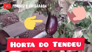 Horta de casa sem agrotóxicos! #vidasaudavel #organico #ferias