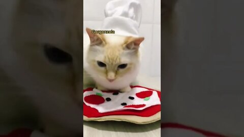 Funny cats, 面白い猫, 有趣的貓, قطط مضحكة 😻🍕 #shorts #gatosengraçados #tiktok #youtubeshorts #memes #viral