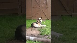 Stubborn GSD Husky Mix #shorts #dogs #doggo #cutedog