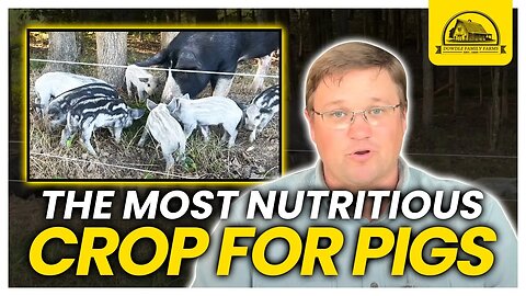 How This Cover Crop Is So Nutritious for Pigs: Pig Feed