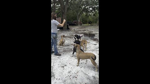 Feeding dogs some leftovers!