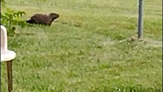 Groundhog tipping around