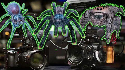 Filming Tarantulas, Scorpions, & Jumping Spiders #shorts