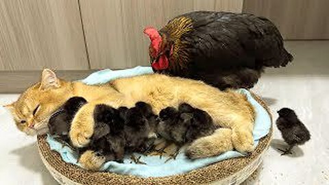 The hen was surprised!Kittens know how to take care of chicks better than hens.Cute😊
