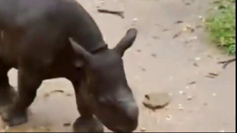 CUTE BABY RHINO