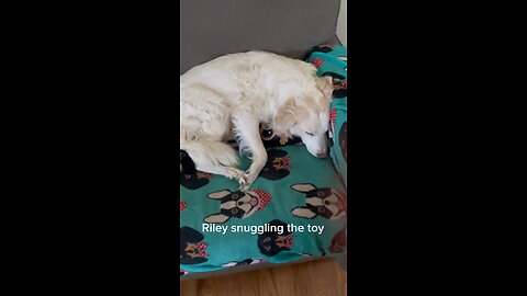 Snuggling the toy