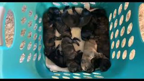 DIY Nesting Box for XL Dog Breeds (Mastiffs)
