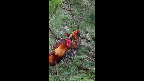 Chickens in the tree