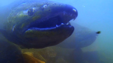 GoPro captures extreme footage of salmon spawn