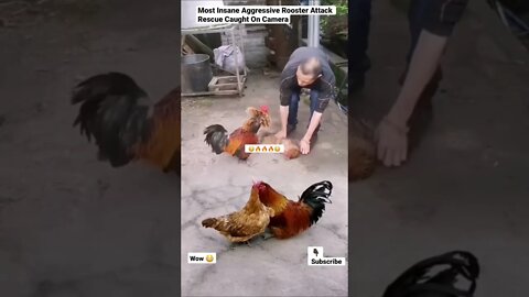 Most Insane Aggressive Rooster Attack Rescue Caught On Camera #animals #shorts #rooster #attack