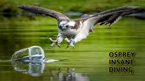 An Osprey spectacular diving into the sea and hunts the fish in slow motion | #Osprey #slowmotion