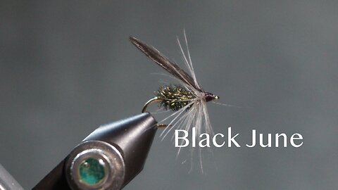 Black June (from Favorite Flies and Their Histories - 1892 by Mary Orvis Marbury)