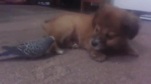 Parrot and puppy share endearing friendship