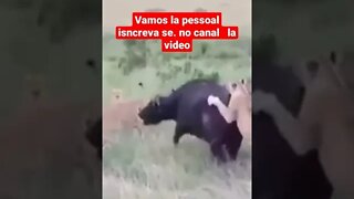 leão pega búfalo animais selvagens #shorts