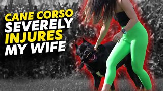 Cane Corso Severely INJURES My Wife - Dangerous!