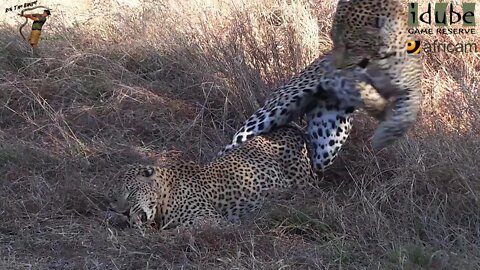 WILDlife: Leopard Copulation And Dismount
