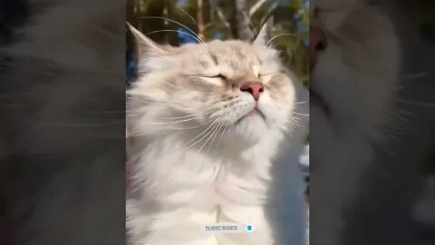 cute cat videos 😹 funny videos 😂1006😻 #shorts #cat #catvideos #fun #catsproducts #funnycatsvideos