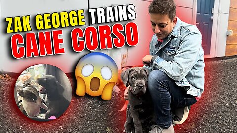 Zak George Trains Cane Corso - He Did It WRONG #dog #canecorso #dogtraining