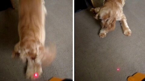 Dog reacts to laser And she loves it