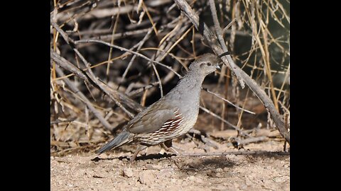 Quail in the Brambles