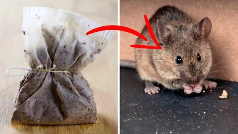 Get Rid Of Mice and Spiders Naturally and Keep Them Away