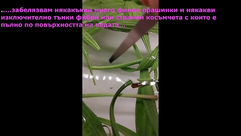 Живовляк и още нещо, Моргелони? Plantain and more, Morgellons?